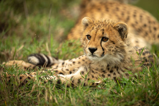 istock Cheetah cub lies in grass looking left 1163987353