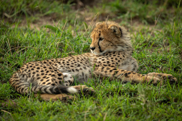 istock Cheetah cub lies in grass looking round 1163987411