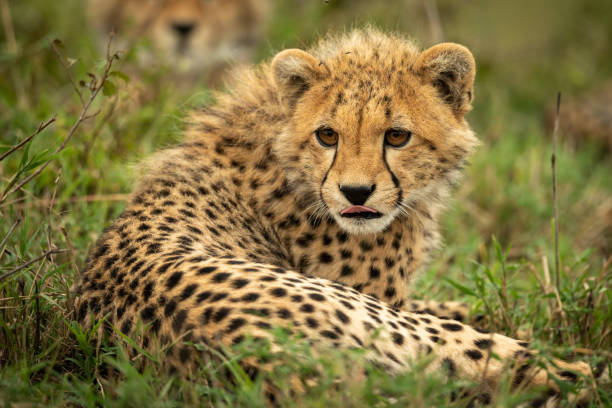 istock Cheetah cub lies licking lips in grass 1163987415