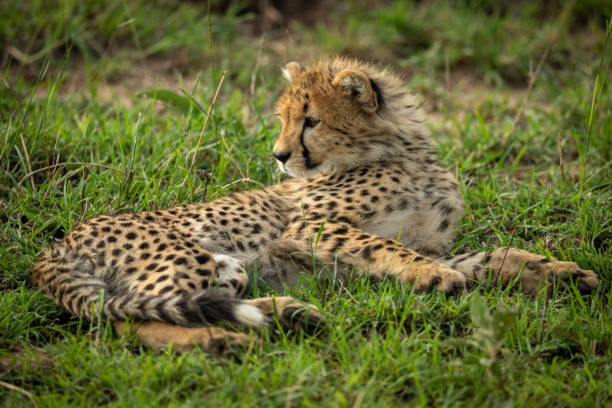 istock Cheetah cub lies on grass looking back 1163987423