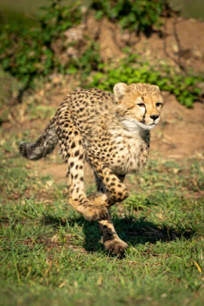 istock Cheetah cub running over grass in sunshine 1163987429