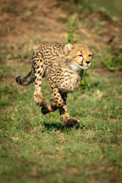 istock Cheetah cub runs over grass in sunshine 1163987432