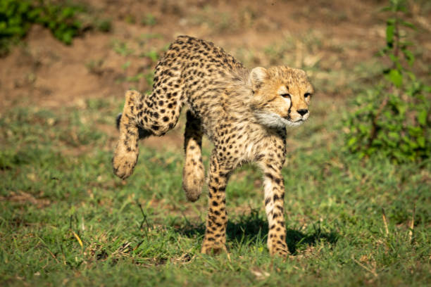 istock Cheetah cub runs on grass in sunshine 1163987469