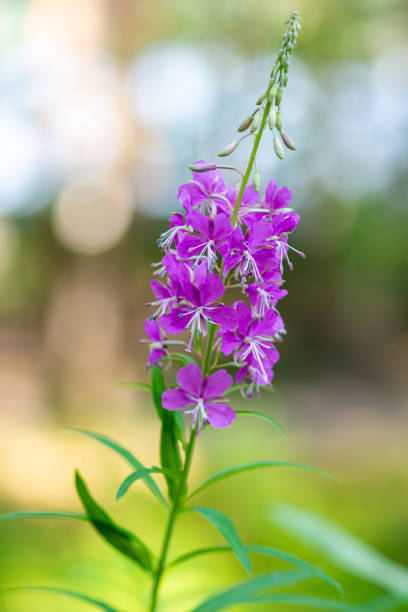 Fireweed, great willowherb or rosebay willowherb. Chamaenerion angustifolium, Syn. Epilobium angustifolium