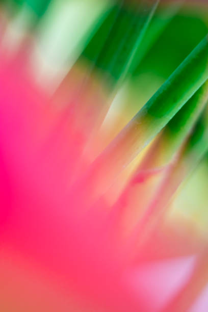 istock Abstract floral blurred background. Tropical palm leave backdrop 1163993550