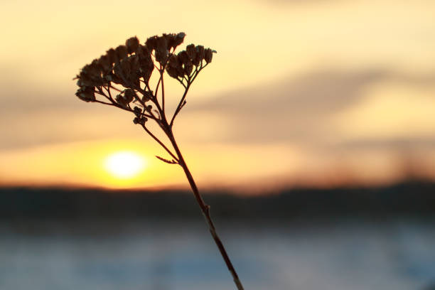 dry blade of grass against the setting sun in winter, the sun to the left of the blade of grass