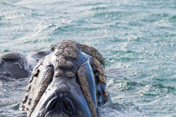 istock Whale watching from Valdes Peninsula,Argentina. Wildlife 1163995177