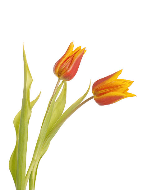 Tulip Couple stock photo