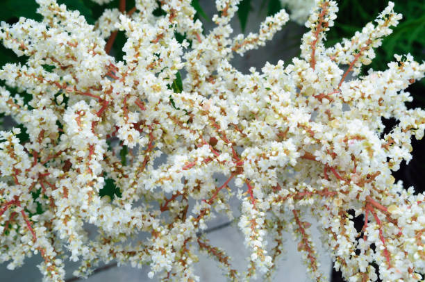 istock White flowers Polygonum polymorphum in the garden. 1163997638
