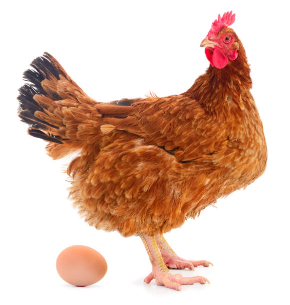 chicken and egg. - chicken isolated yellow young animal imagens e fotografias de stock