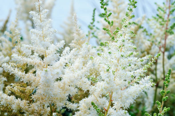 Bright white astilbe inflorescences in the garden, shallow depth of field.