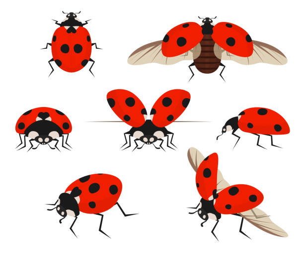 Cartoon Color Lady Bug Icon Set. Vector Cartoon Color Lady Bug Icon Set Red Insect Beetle in Black Dots. Vector illustration of Icons Ladybug ladybug stock illustrations