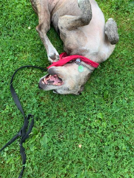 istock Happy Senior Dog Playing In Grass 1163998853