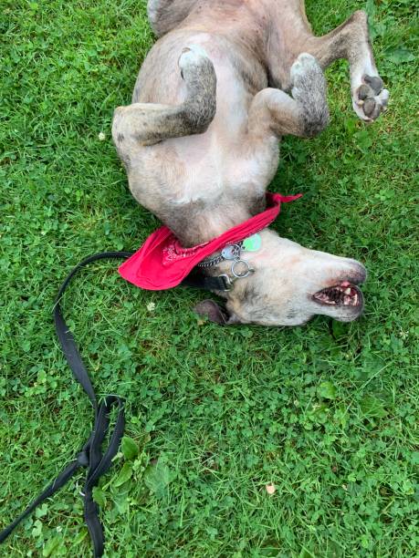 istock Happy Senior Dog Playing In Grass 1163998860