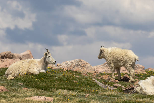 istock Mountain Goats in the High Alpine 1164000164