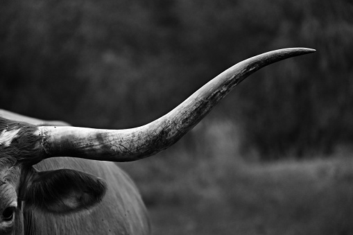 Rugged and regal appearance of Texas Longhorn cow on ranch pasture in black and white for agriculture industry concept.