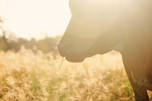 Cow closeup grazing in pasture during fall season sunrise on rural farm.