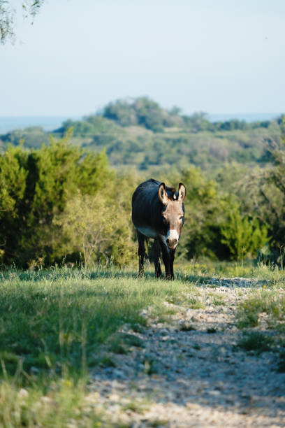 Mini donkey walking by country path with hills of rural Texas landscape in background.  Small livestock animal outdoors.