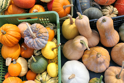 Different pumpkins and winter squashes harvest collection