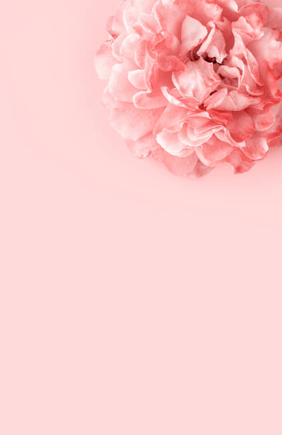 istock Pink rose on pastel pink background 1164002017