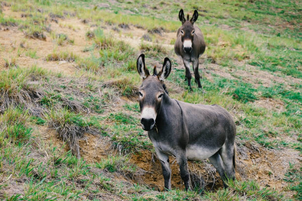 istock Two mini donkeys on farm, brothers standing on hill. 1164002038