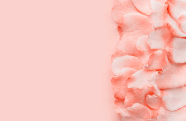 istock Pink petals on a pastel pink background 1164002105