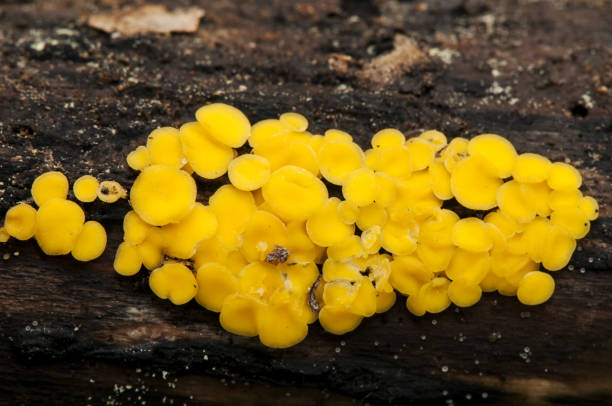 istock Bisporella Citrine Yellow Fairy cups a beautiful deep yellow mushroom 1164002155