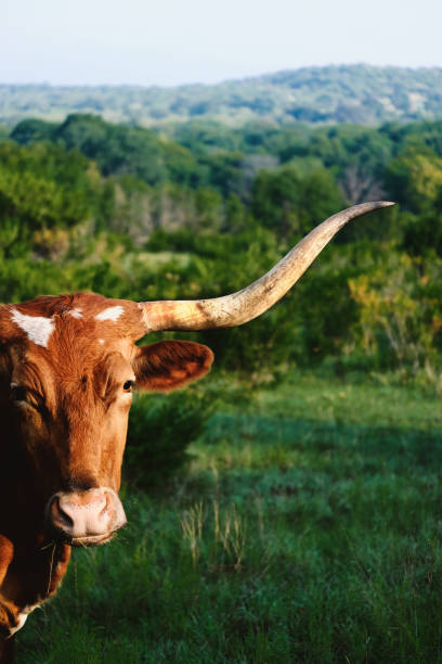 ritratto di mucca longhorn con sfondo paesaggistico del texas. - texas longhorn cattle horned cattle farm foto e immagini stock