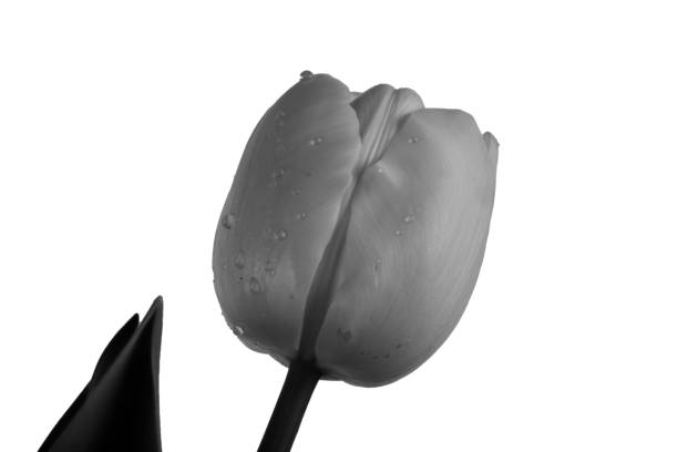 istock bouquet of tulips 1164002926