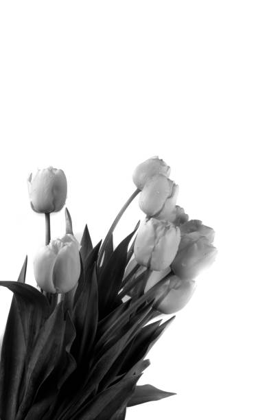 istock bouquet of tulips 1164002941