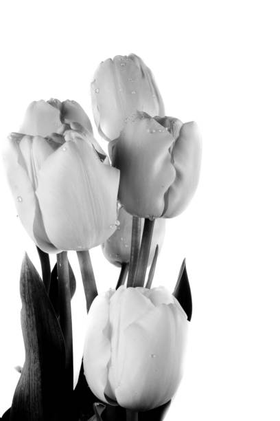 istock bouquet of tulips 1164002952