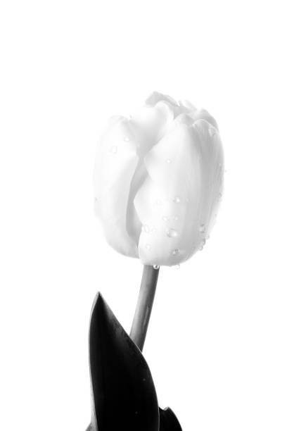 istock bouquet of tulips 1164002965