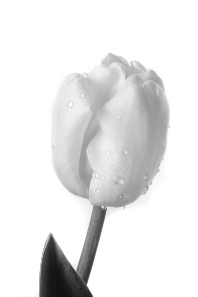 istock bouquet of tulips 1164002967