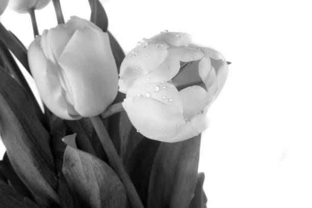 istock bouquet of tulips 1164003208