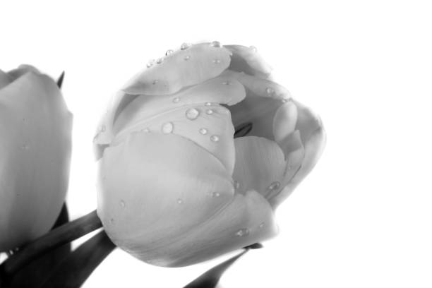 istock bouquet of tulips 1164003213