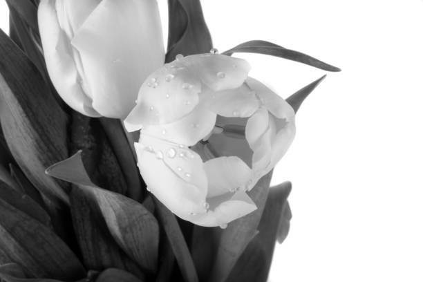 istock bouquet of tulips 1164003224
