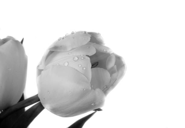 istock bouquet of tulips 1164003225