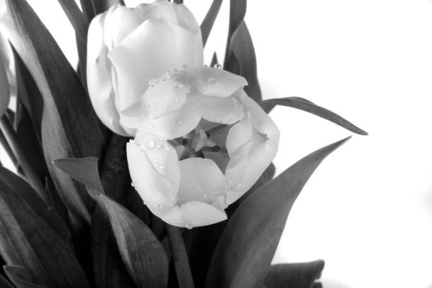 istock bouquet of tulips 1164003304