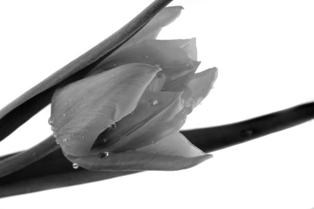 istock bouquet of tulips 1164003332