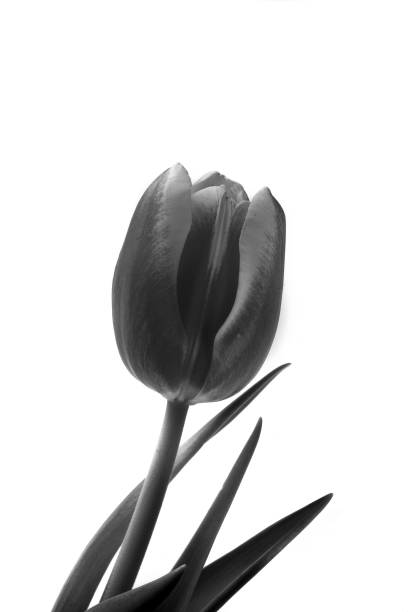 istock bouquet of tulips 1164003387