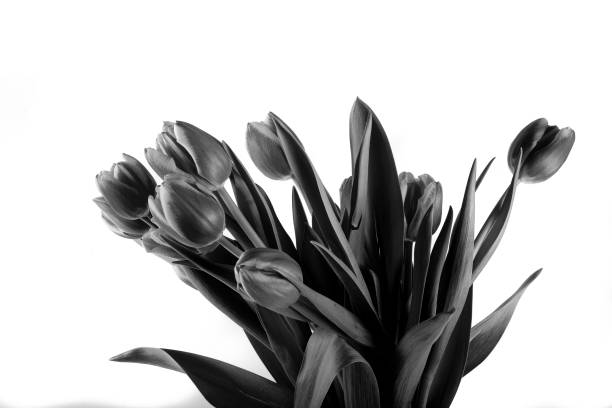 istock bouquet of tulips 1164003445