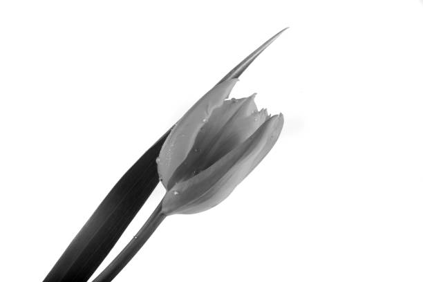 istock bouquet of tulips 1164003449