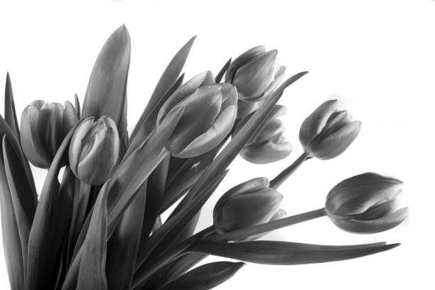 istock bouquet of tulips 1164003455