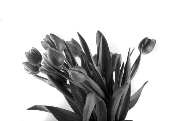 istock bouquet of tulips 1164003457