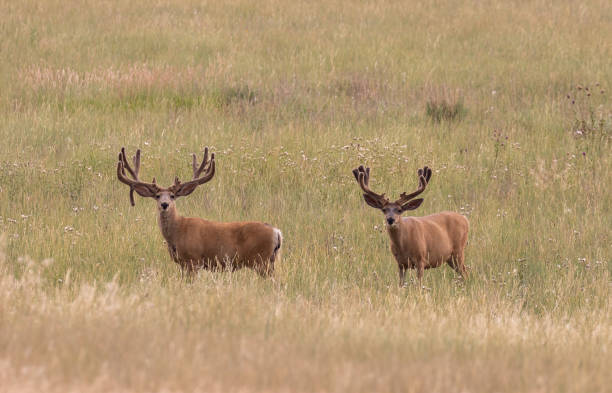 istock Mule Deer Bucks in Velvet 1164003496