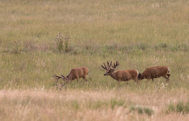 istock Mule Deer Bucks in Velvet 1164003507