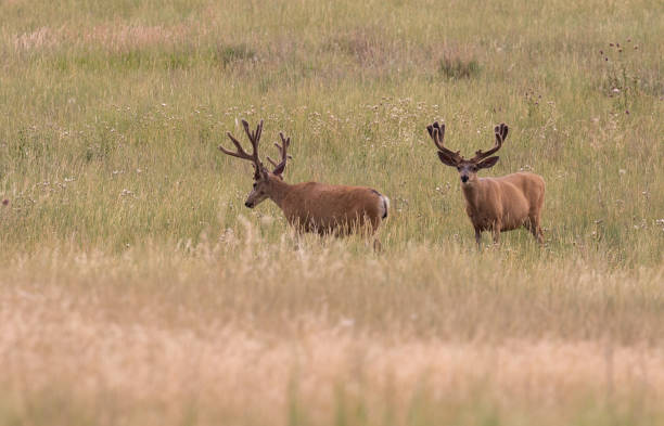 istock Mule Deer Bucks in Velvet 1164003552