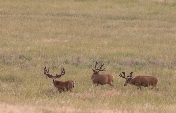 istock Mule Deer Bucks in Velvet 1164003567