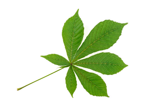 istock Horse chestnut leaf isolated on white background, top view. 1164004766