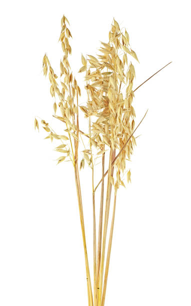istock Oat spikes isolated on a white background, close-up. 1164004768